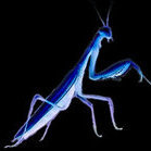 BlueMantis11