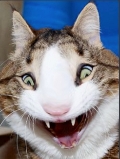 image.png.b87473ca760bf7b56f36b31f28e491df.png